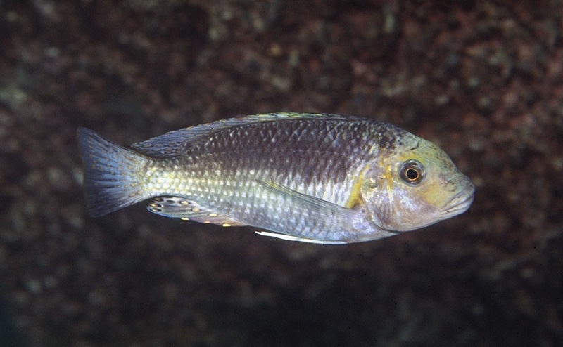 Interochromis loocki 'Mvuna Island'